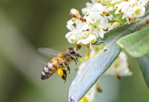 Insecte