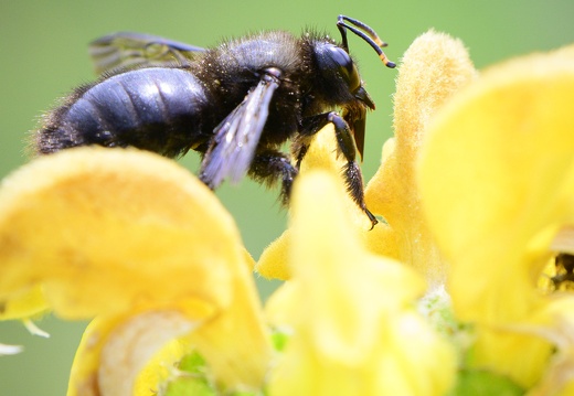 Insecte