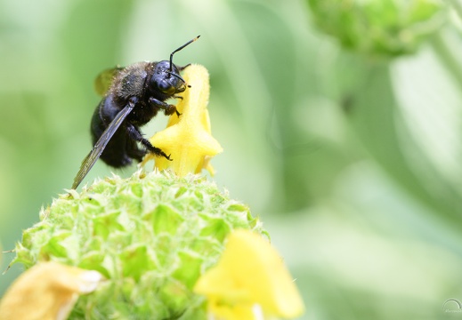 Insecte